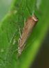 Chrysoteuchia culmella